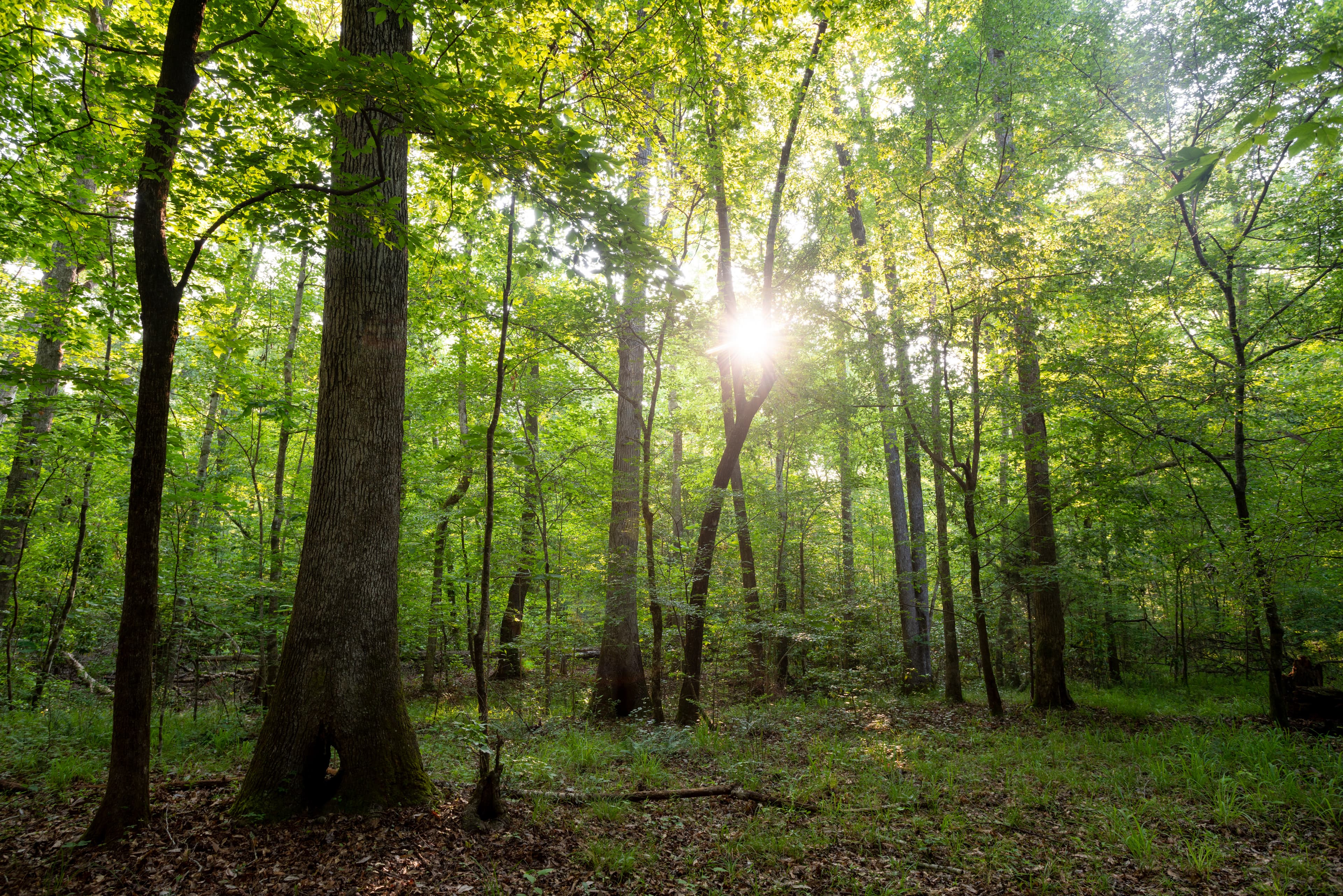 Camp Legacy nature setting - Alabama woods